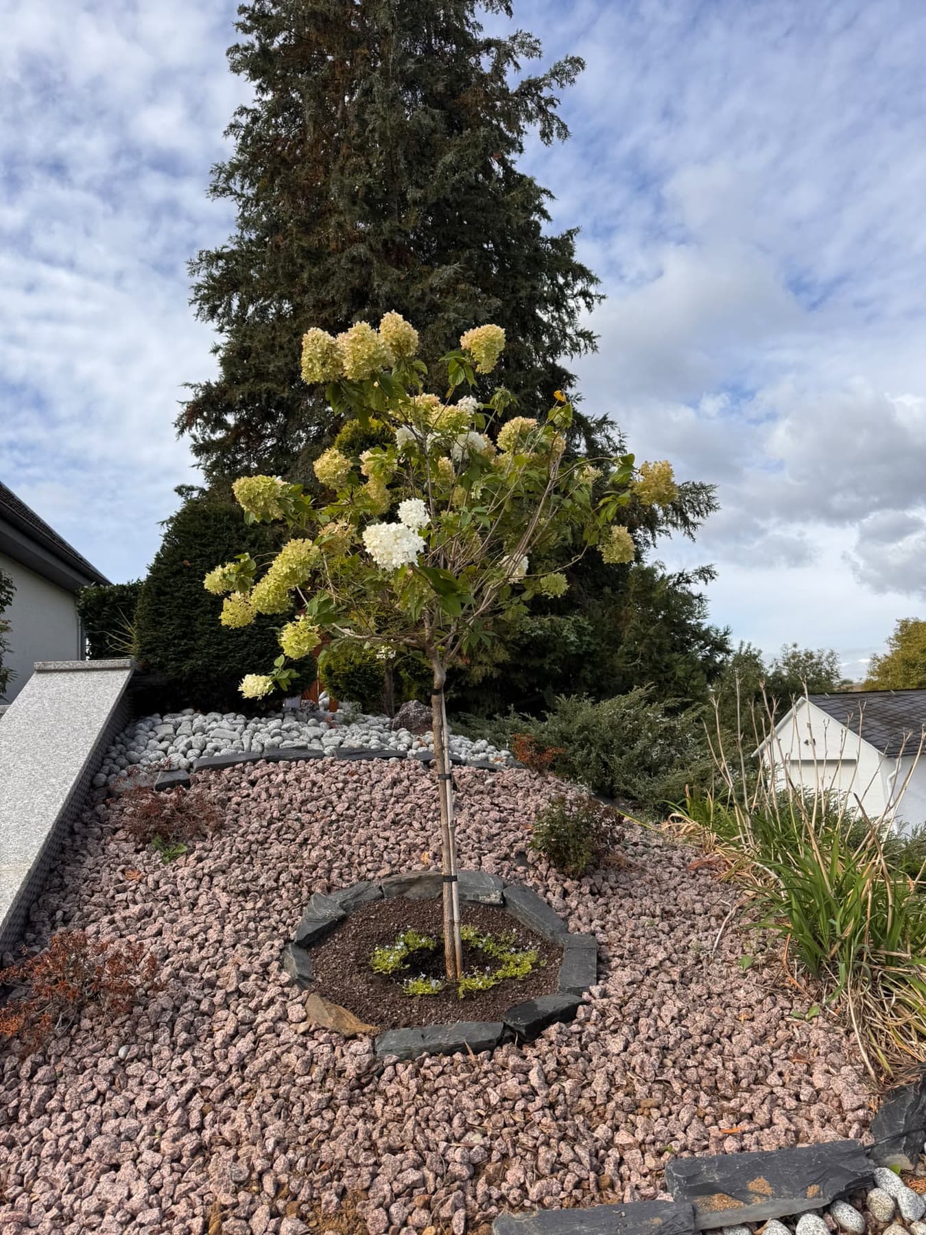 Rispenhortensie als Hochstamm in einem Kiesbeet