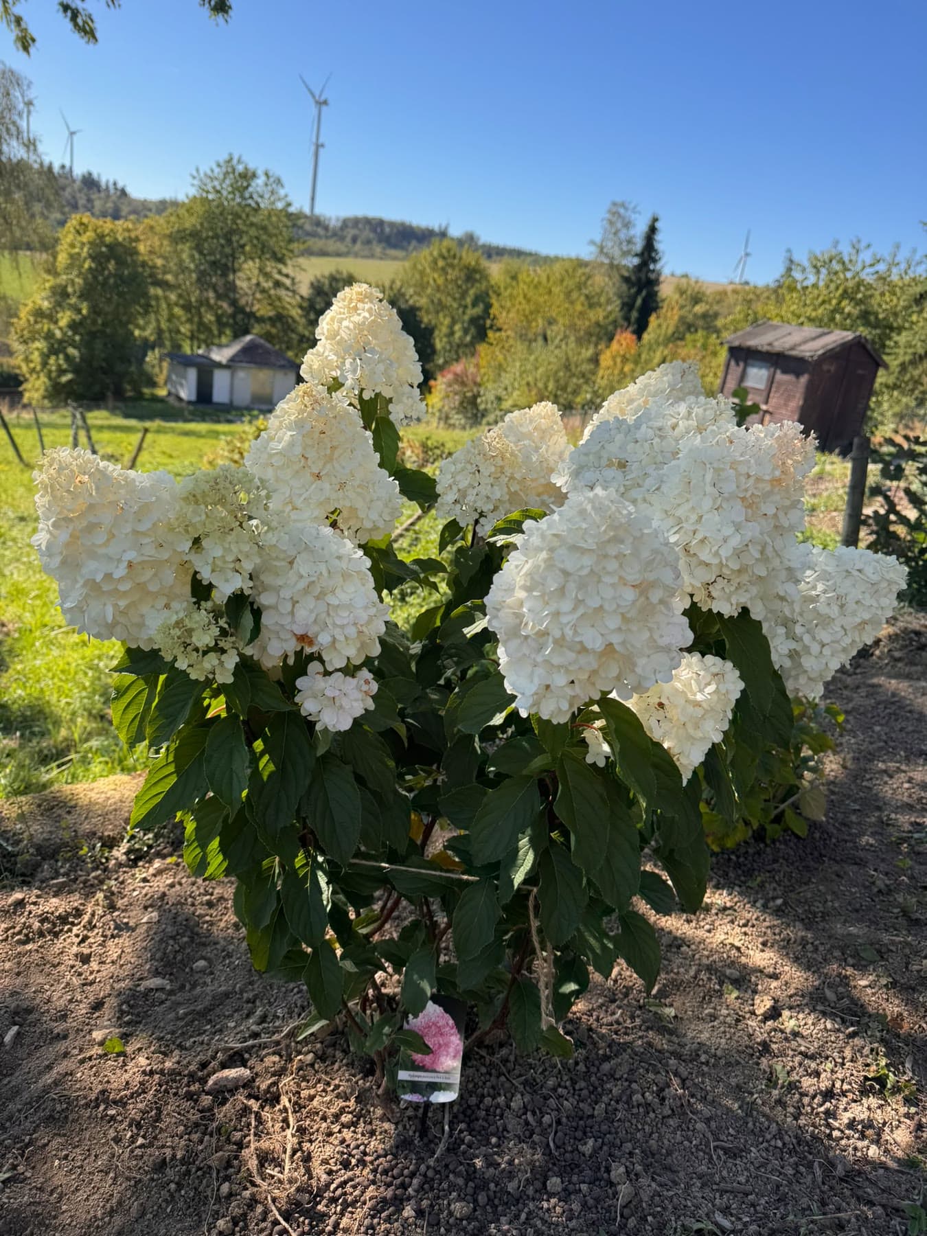 Neu gepflanzte weiße Hortensie mit Blick über die Felder