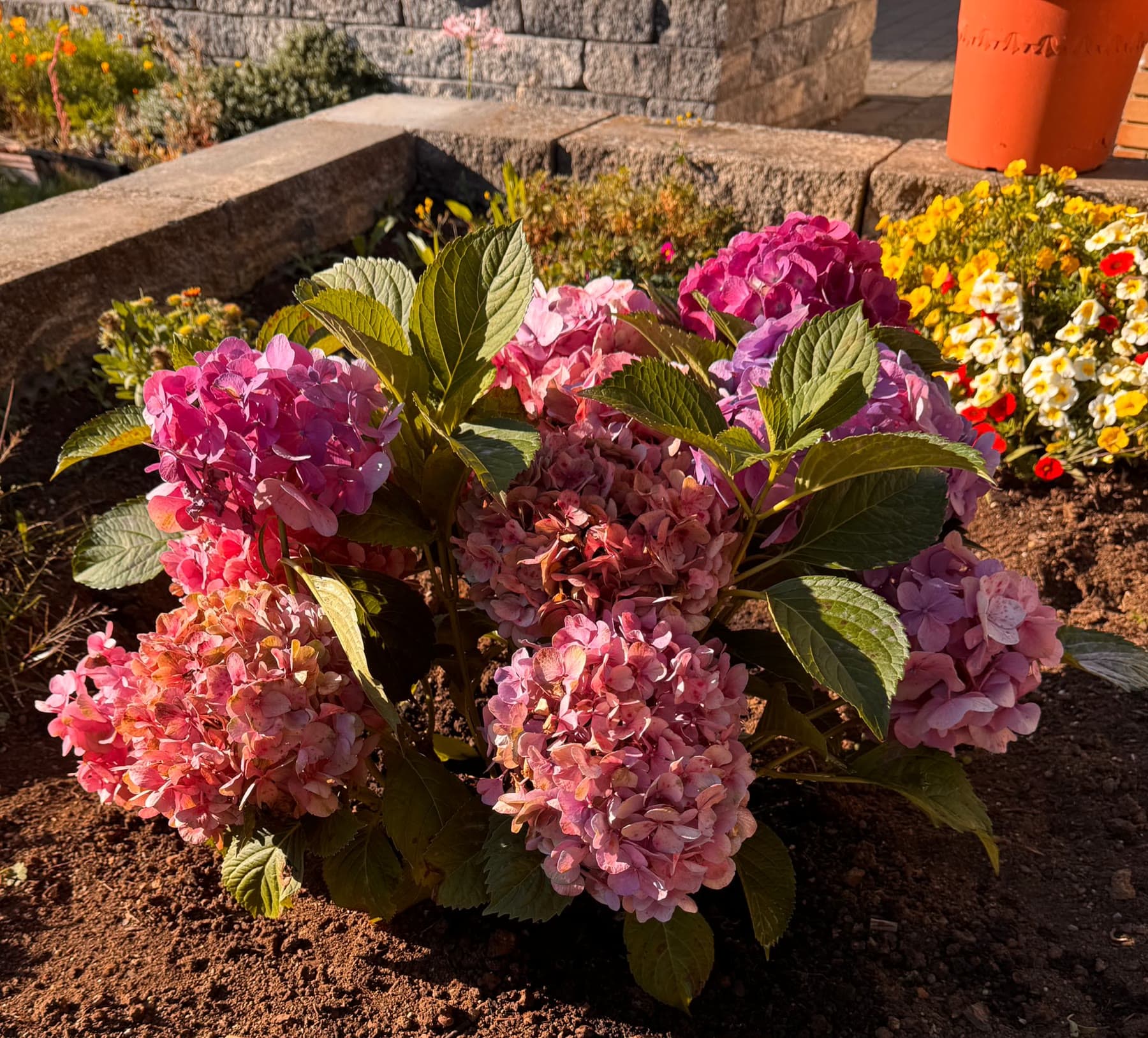 Frisch gesetztes Hortensienbeet in Rosa und Violett