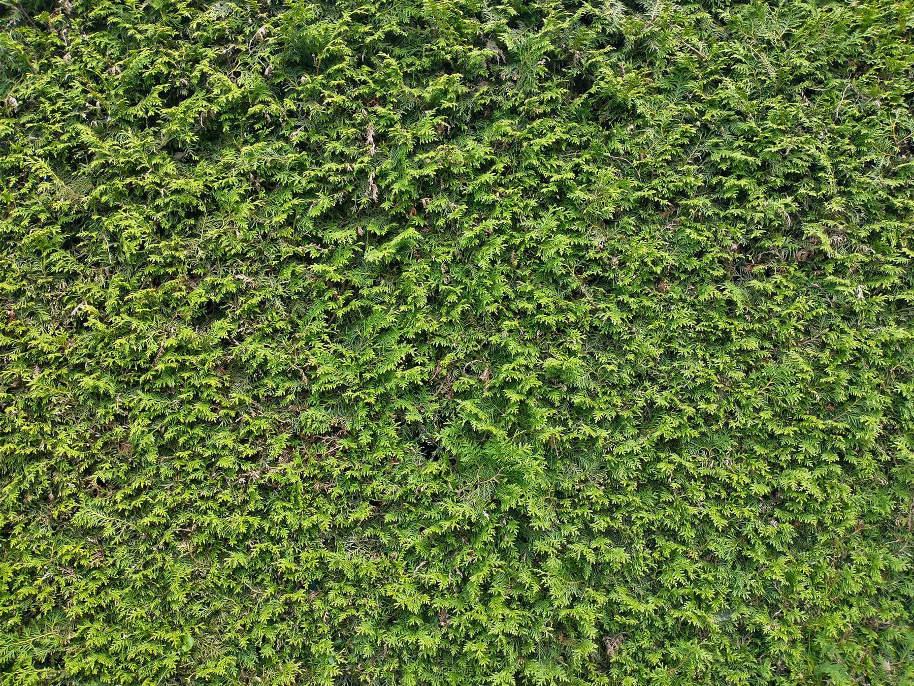dicht gewachsene Hecke