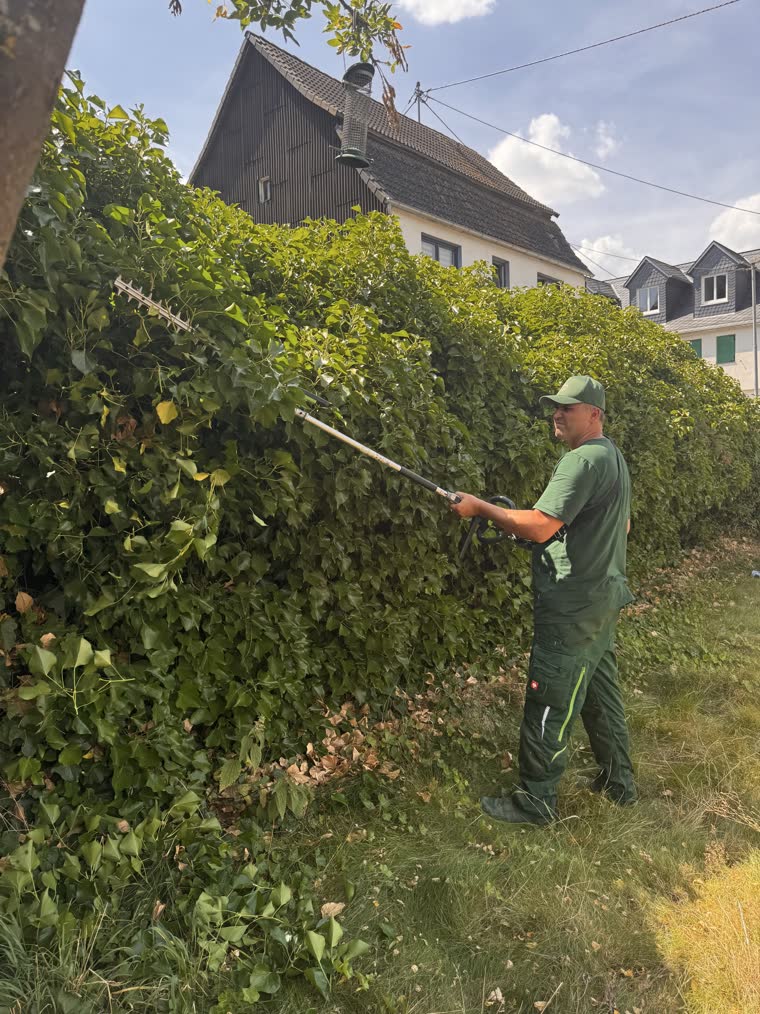 Heckenschnitt mit der Teleskop-Heckenschere