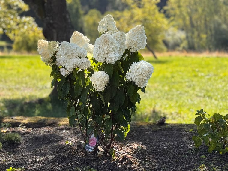 Weiße Rispenhortensie im Gegenlicht