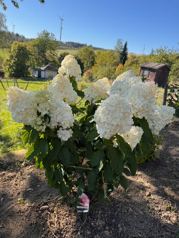 Neu gepflanzte weiße Hortensie mit Blick über die Felder