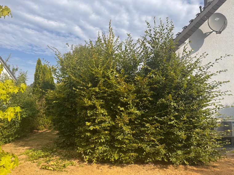 Hainbuche auf Form gebracht, vorher