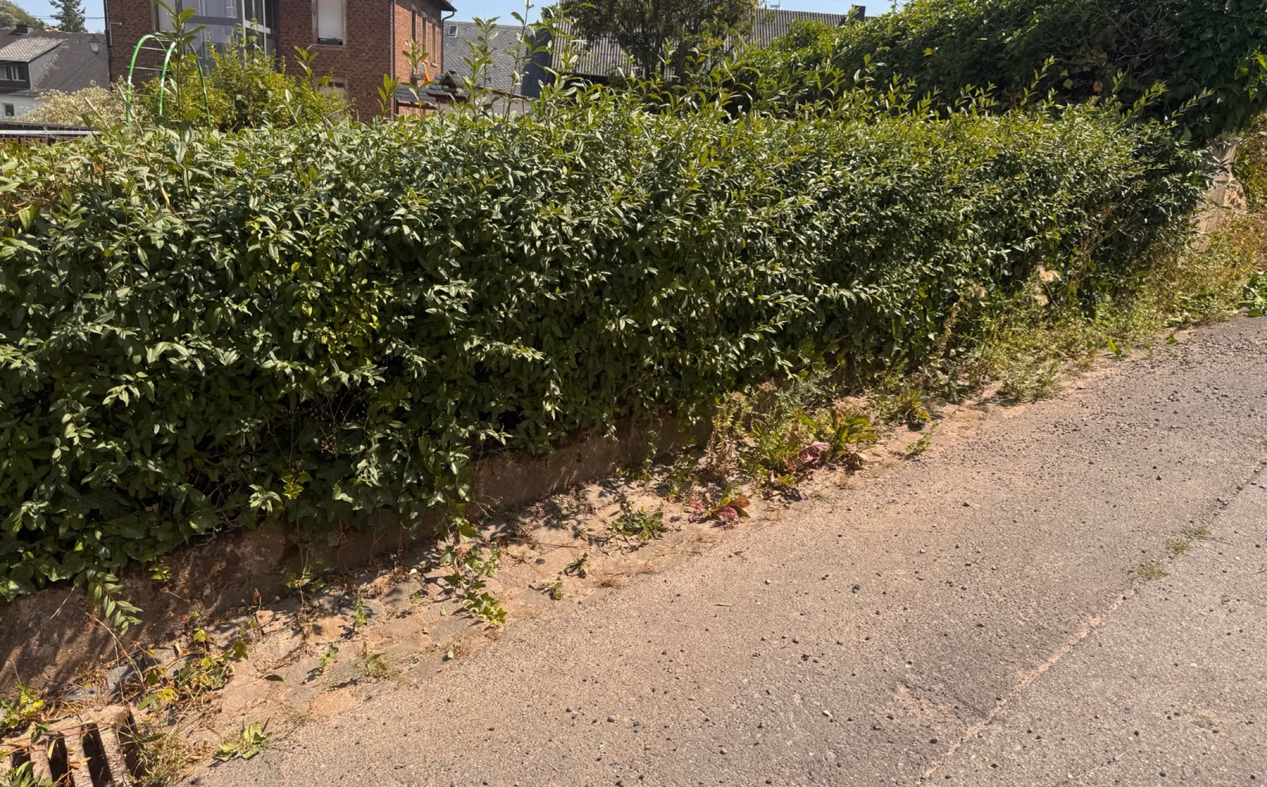 Hecke wieder in Form: vorher