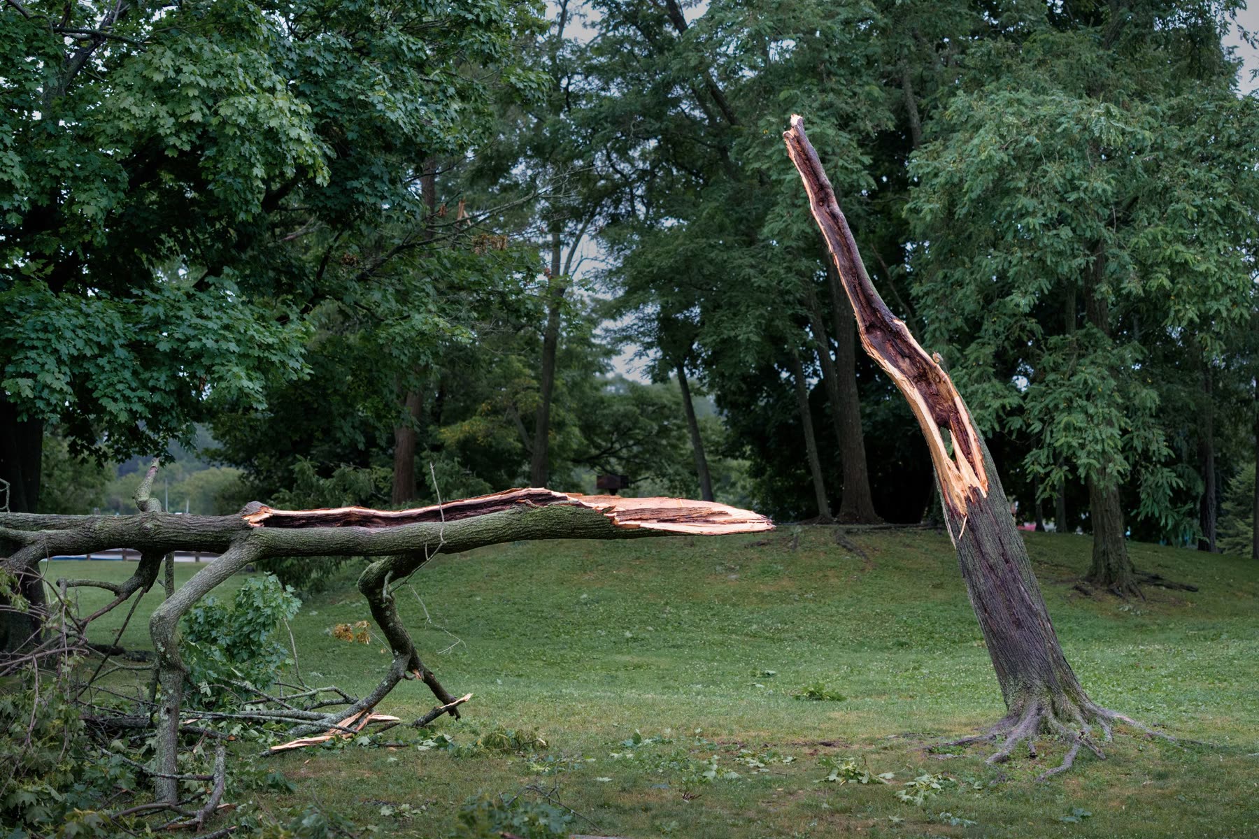 Hilfe nach Sturm und Schädlingsbefall